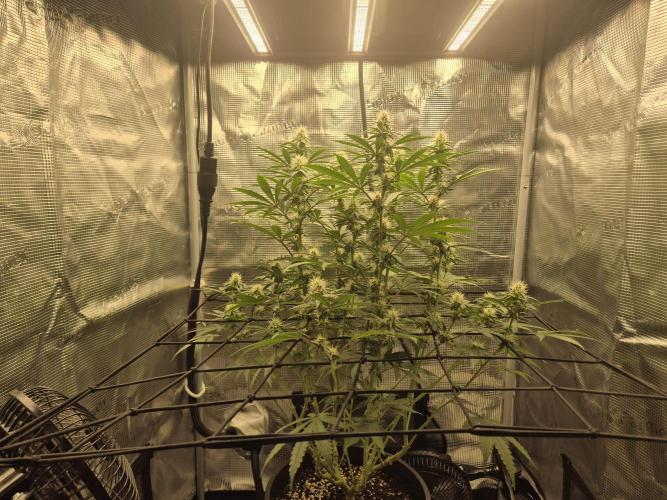 Ministry of Cannabis - God's Glue (fem.). Week 11