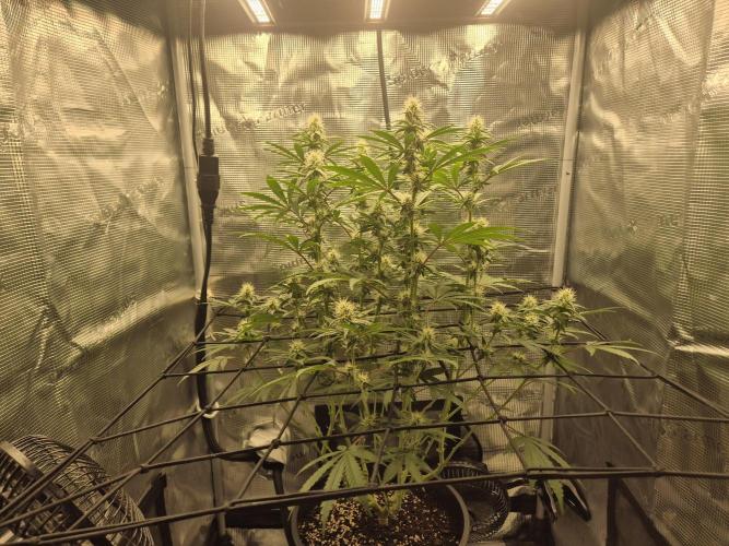 Ministry of Cannabis - God's Glue (fem.). Week 11