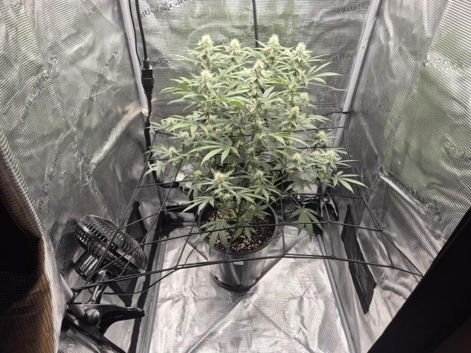 Ministry of Cannabis - God's Glue (fem.). Week 11