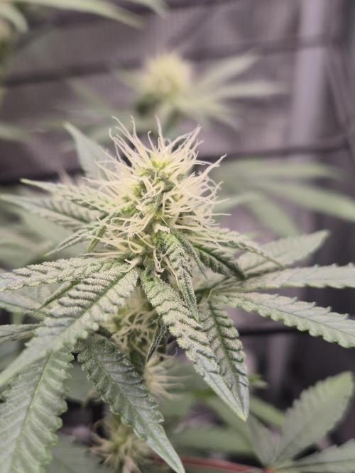 Ministry of Cannabis - God's Glue (fem.). Week 11