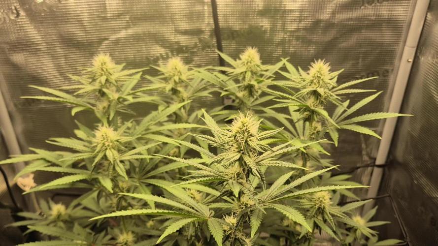 Ministry of Cannabis - God's Glue (fem.)