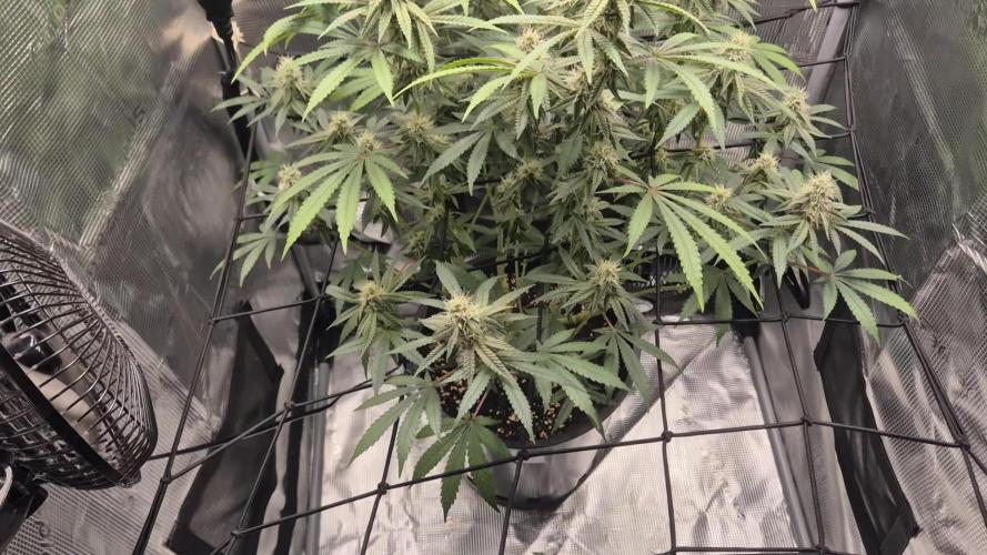 Ministry of Cannabis - God's Glue (fem.)