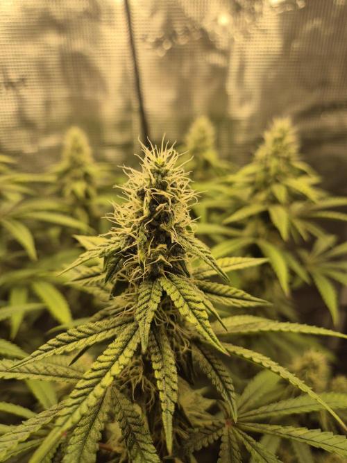 Ministry of Cannabis - God's Glue (fem.). Week 12