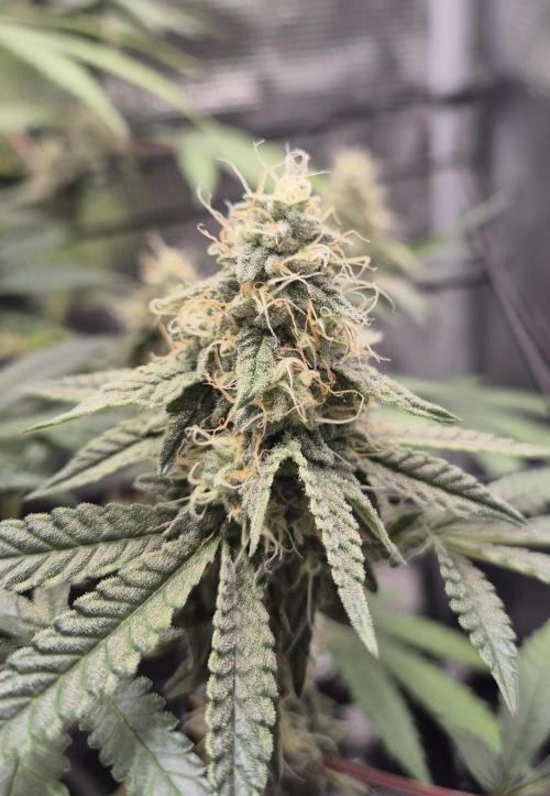 Ministry of Cannabis - God's Glue (fem.). Week 13