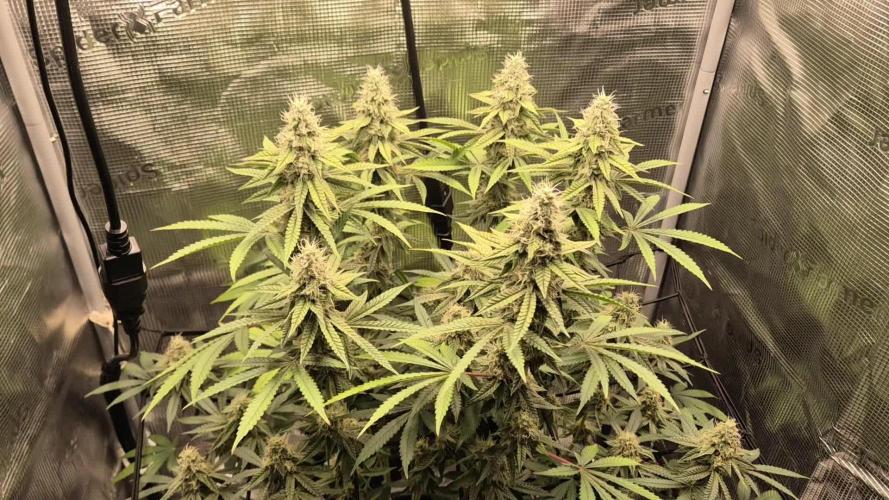 Ministry of Cannabis - God's Glue (fem.)