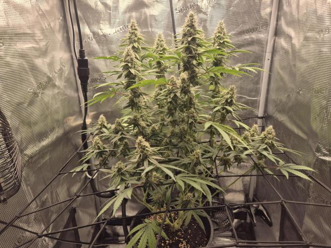 Ministry of Cannabis - God's Glue (fem.). Week 13