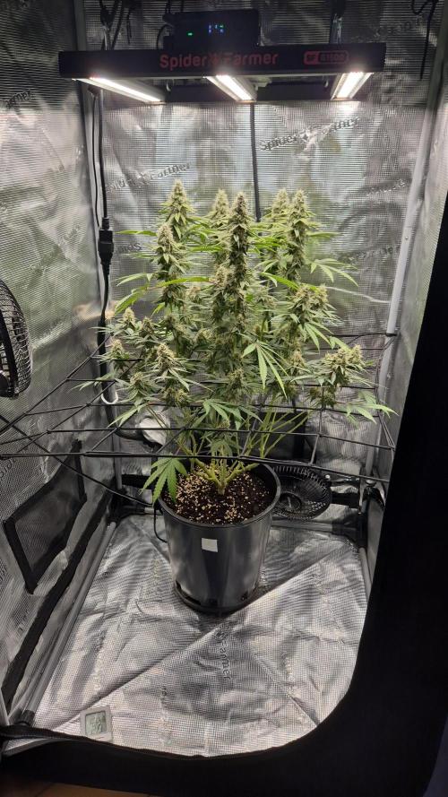 Ministry of Cannabis - God's Glue (fem.). Week 13