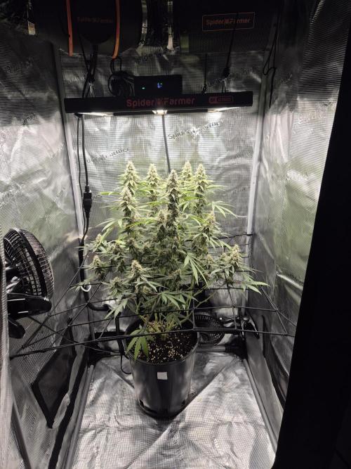 Ministry of Cannabis - God's Glue (fem.). Week 13