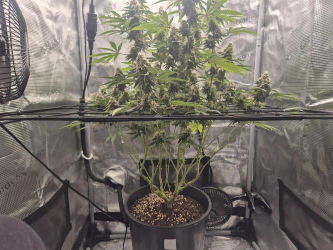 Ministry of Cannabis - God's Glue (fem.). Week 14