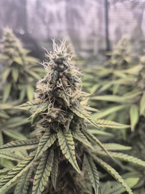 Ministry of Cannabis - God's Glue (fem.). Week 14