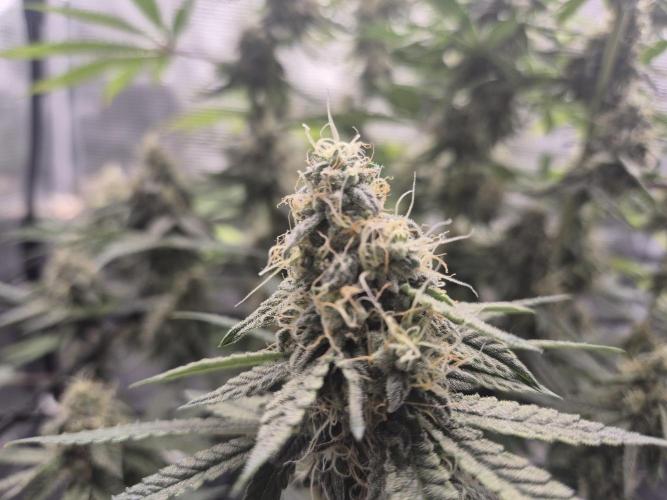 Ministry of Cannabis - God's Glue (fem.). Week 14