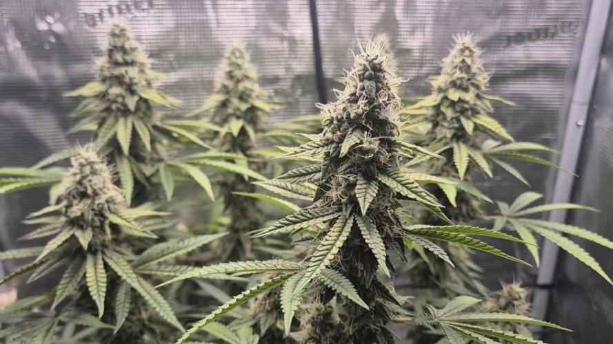 Ministry of Cannabis - God's Glue (fem.)