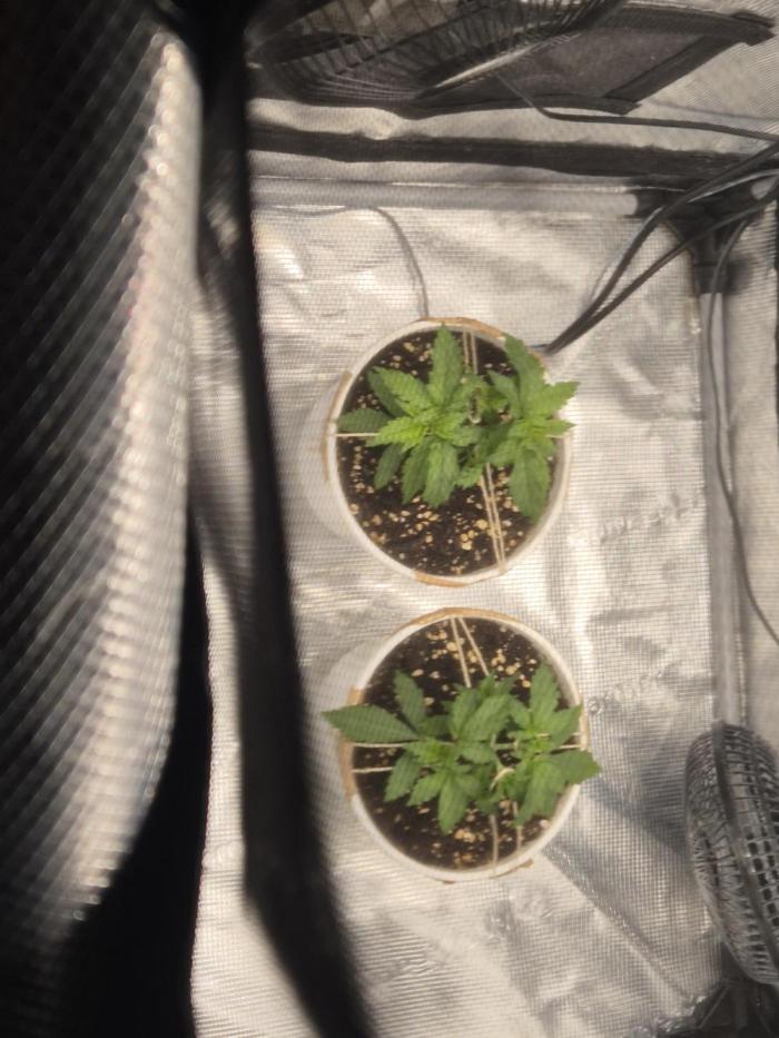 Orange Bud - Dutch Passion. Week 3