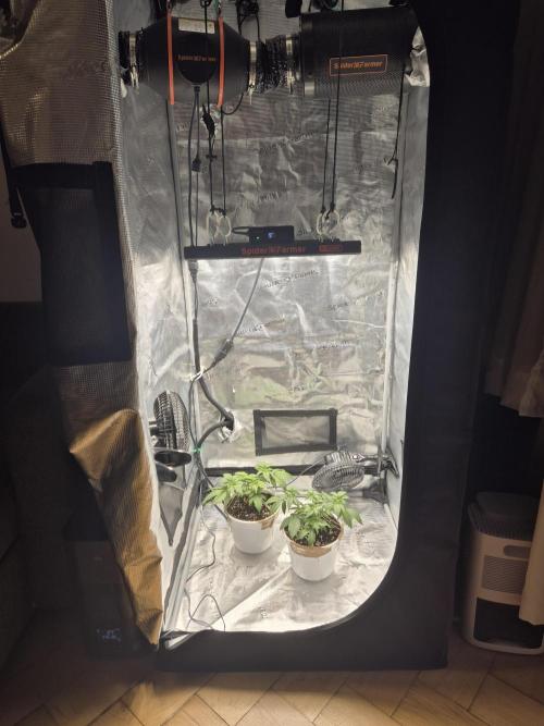Orange Bud - Dutch Passion. Week 4
