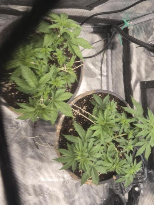 Orange Bud - Dutch Passion. Week 4