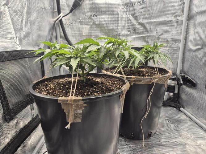 Orange Bud - Dutch Passion. Week 4
