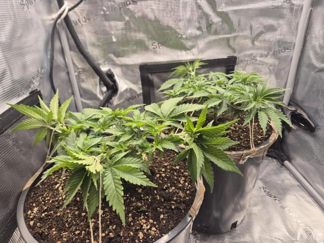Orange Bud - Dutch Passion. Week 4