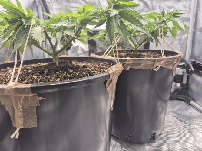 Orange Bud - Dutch Passion. Week 4