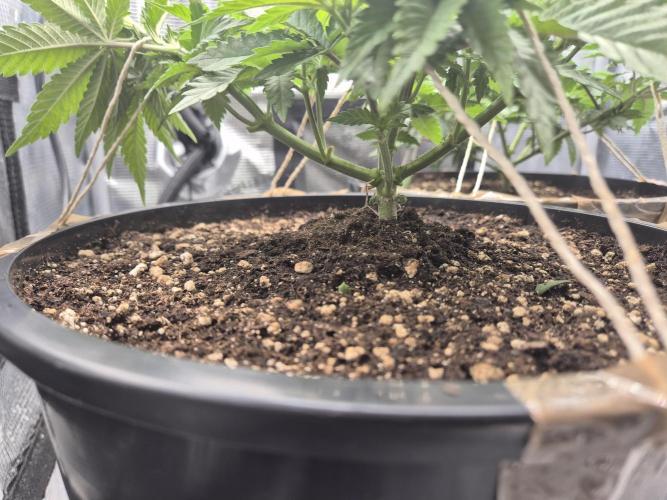 Orange Bud - Dutch Passion. Week 4