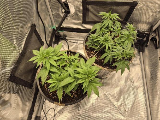 Orange Bud - Dutch Passion. Week 4