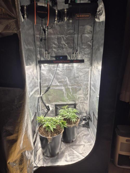 Orange Bud - Dutch Passion. Week 4