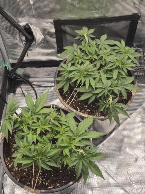 Orange Bud - Dutch Passion. Week 4