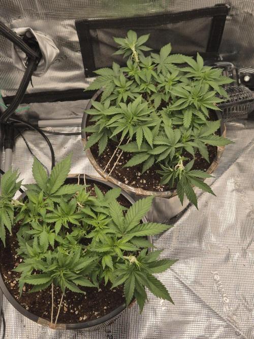 Orange Bud - Dutch Passion. Week 4