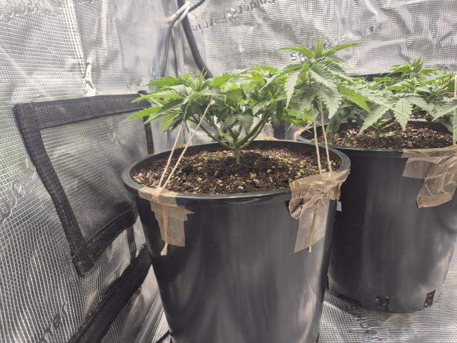 Orange Bud - Dutch Passion. Week 4