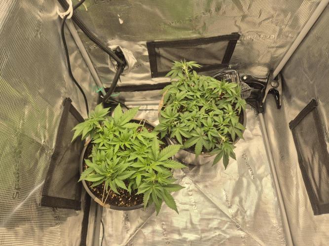 Orange Bud - Dutch Passion. Week 4