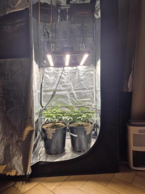 Orange Bud - Dutch Passion. Week 5
