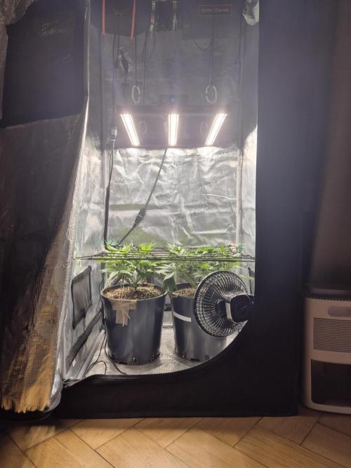Orange Bud - Dutch Passion. Week 5