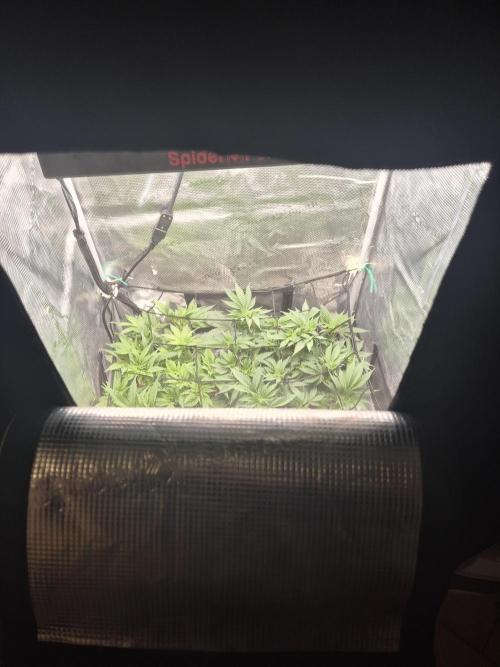 Orange Bud - Dutch Passion. Week 5
