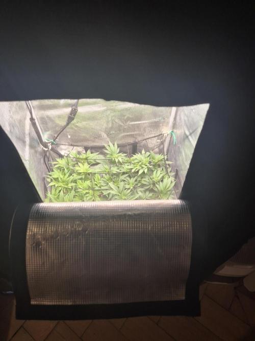 Orange Bud - Dutch Passion. Week 5