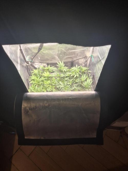 Orange Bud - Dutch Passion. Week 5