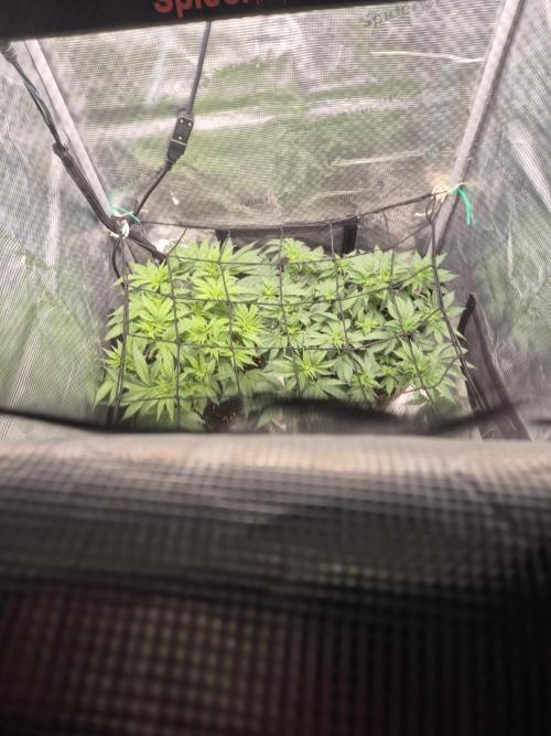 Orange Bud - Dutch Passion. Week 5