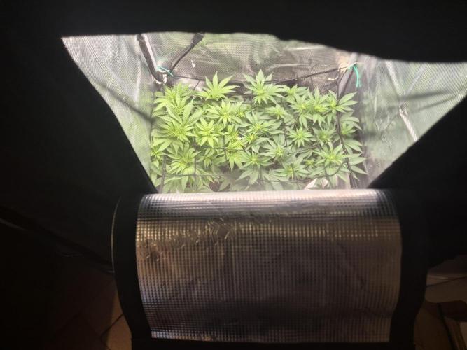 Orange Bud - Dutch Passion. Week 5