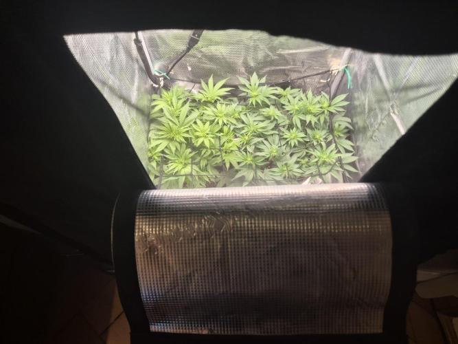 Orange Bud - Dutch Passion. Week 5