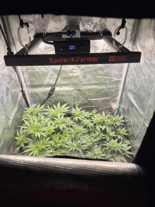 Orange Bud - Dutch Passion. Week 5