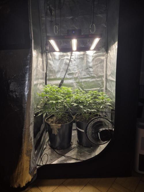 Orange Bud - Dutch Passion. Week 6