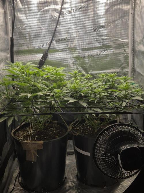 Orange Bud - Dutch Passion. Week 6
