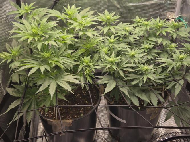 Orange Bud - Dutch Passion. Week 6