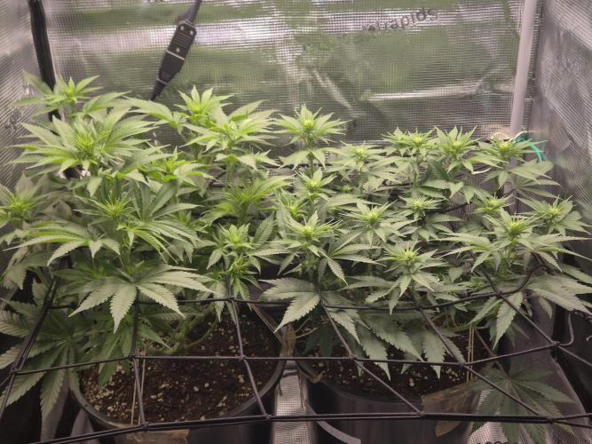 Orange Bud - Dutch Passion. Week 6