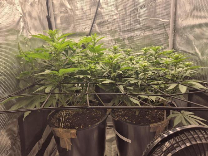 Orange Bud - Dutch Passion. Week 6