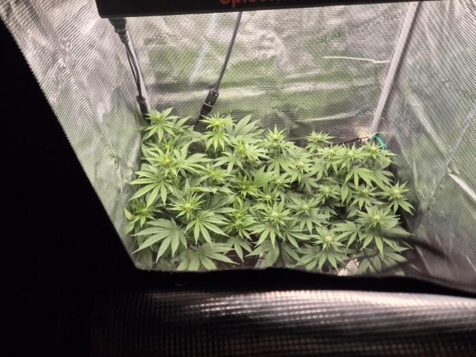 Orange Bud - Dutch Passion. Week 6