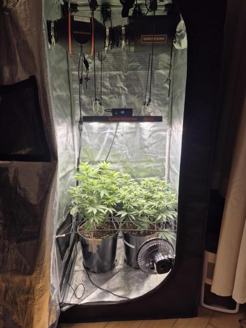 Orange Bud - Dutch Passion. Week 6