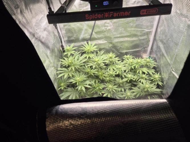 Orange Bud - Dutch Passion. Week 6