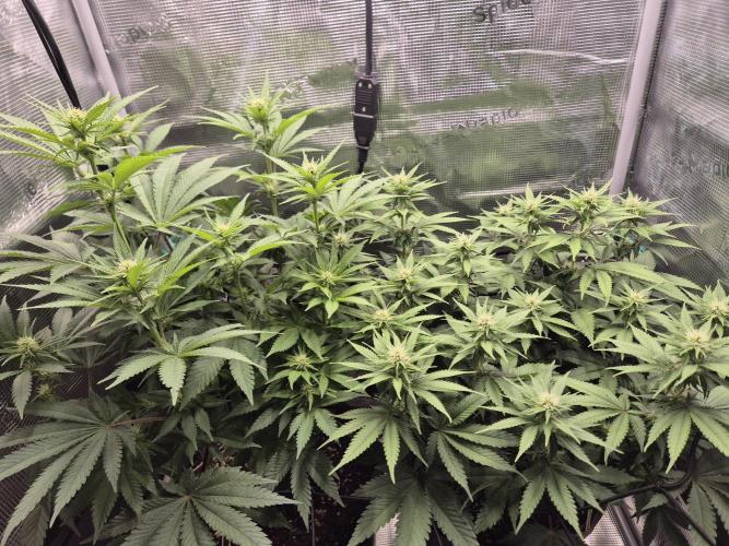 Orange Bud - Dutch Passion. Week 6