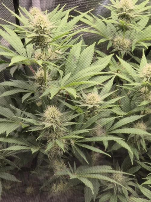 Orange Bud - Dutch Passion. Week 7