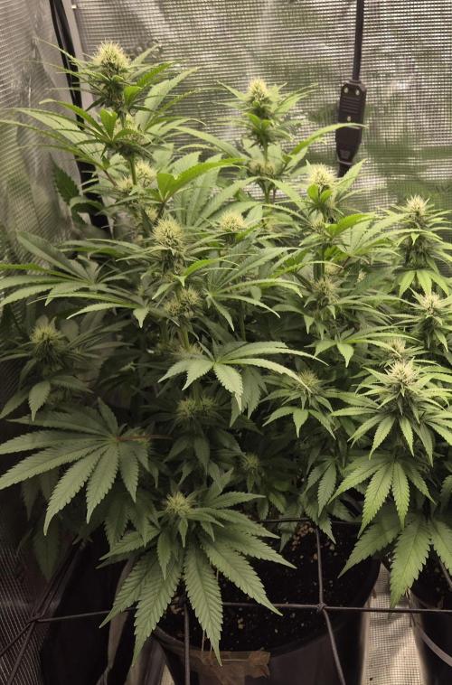Orange Bud - Dutch Passion. Week 7
