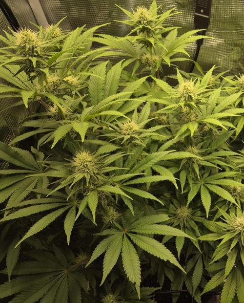 Orange Bud - Dutch Passion. Week 7
